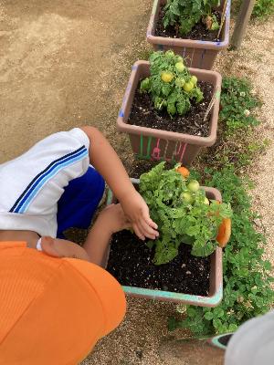赤く実ったトマトを念入りにみている3歳児