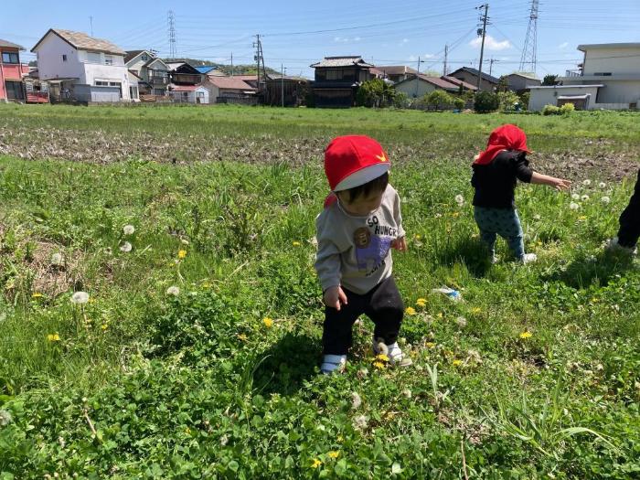 たんぽぽの咲く広場で遊ぶ1歳児