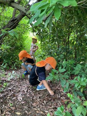 ヤマモモを拾う3歳児