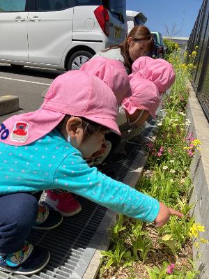 園庭の小さな花壇のお花を見る2歳児