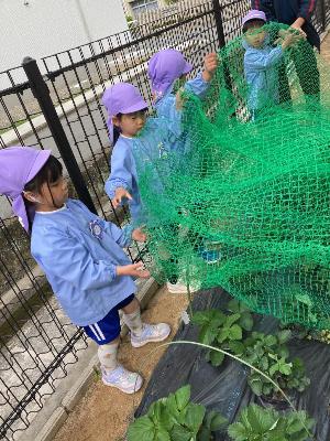 畑にネットをかける5歳児