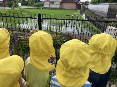 稲の生長を見る4歳児