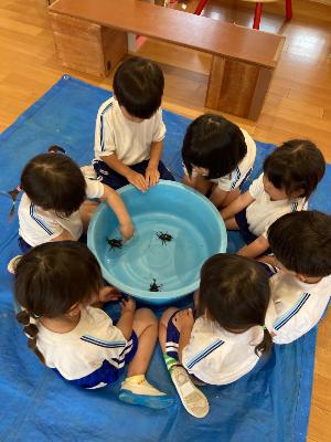 みんなでカブトムシを見る3歳児