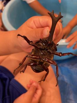 カブトムシ