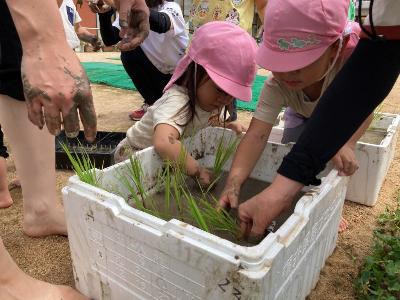 田植えをする2歳児たち