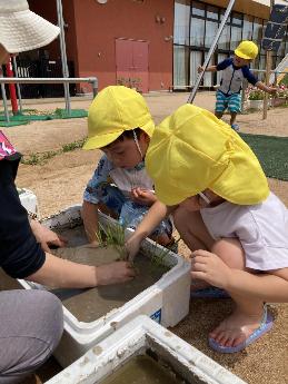 田植えをする4歳児