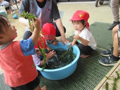 水草に触れる1歳児