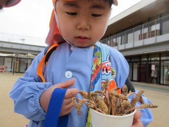 つくしをもって登園した3歳児