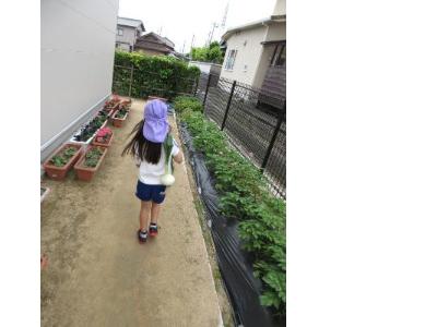たまねぎかつぎ
