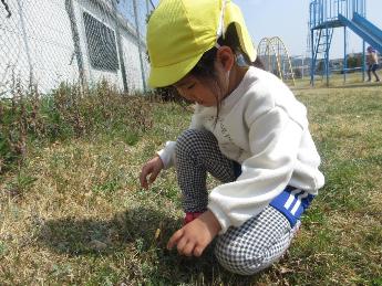 つくしを探す4歳児