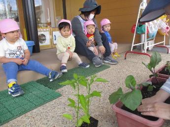 2歳苗植え