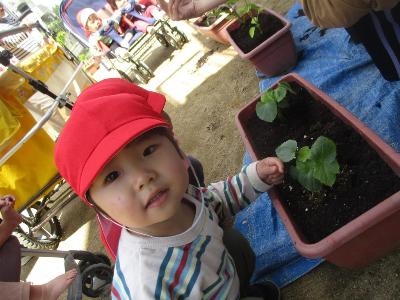 1歳苗植え