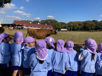 牛をみる5歳児