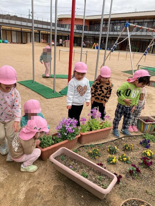 サクラソウをみる2歳児