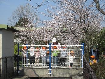 小学校橋の上の桜