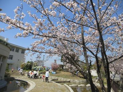 小学校の桜