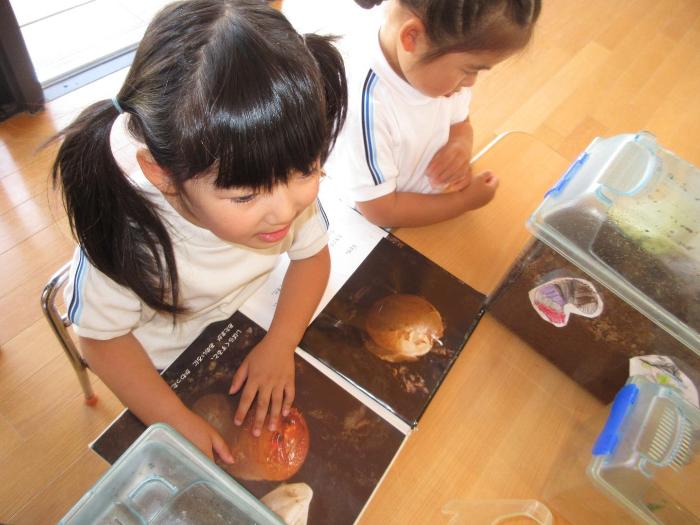カブトムシと図鑑を見比べる3歳児