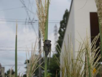 すすきに止まるセミ