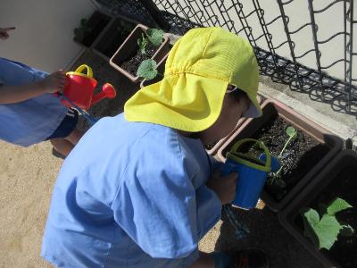 苗に水やりをする4歳児