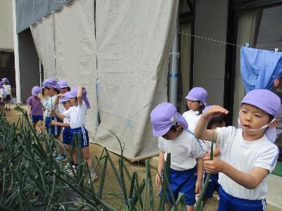 ねぎの高さを測る5歳児