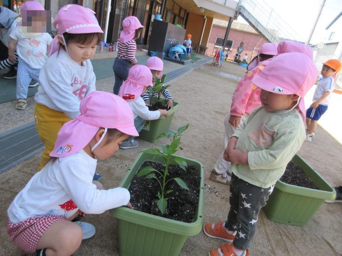 2歳児苗植え