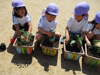 苗植えをする5歳児