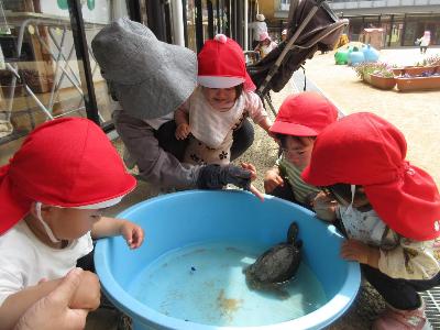カメを見る0歳児、1歳児