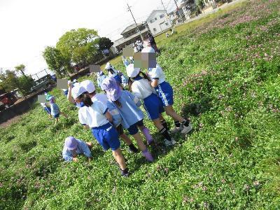 小学生とレンゲ畑で花摘み