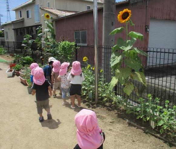 ひまわりがさいた園庭