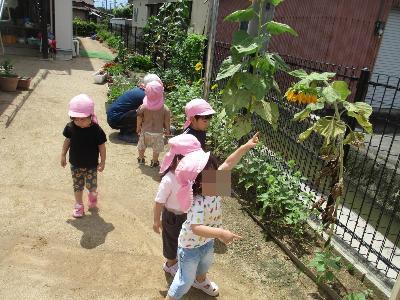 お辞儀しているひまわりを見る2歳児