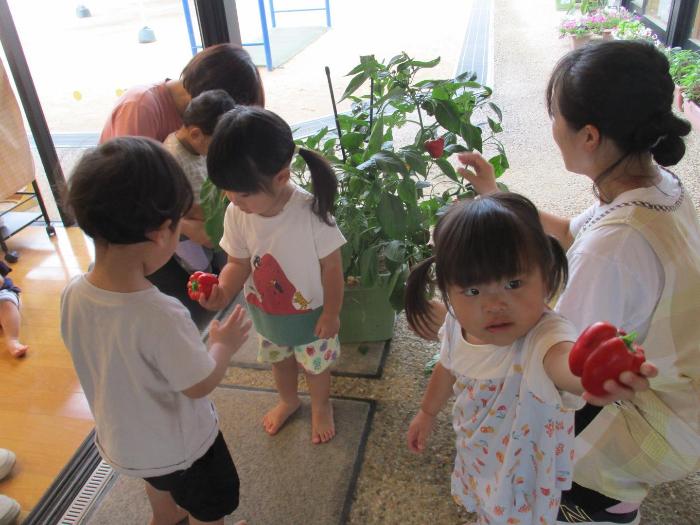 野菜を収穫した0・1歳児