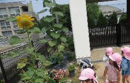 大きく種が膨らんできたひまわり