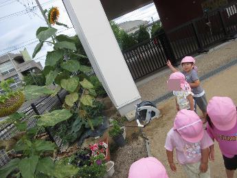 ヒマワリを見る2歳児