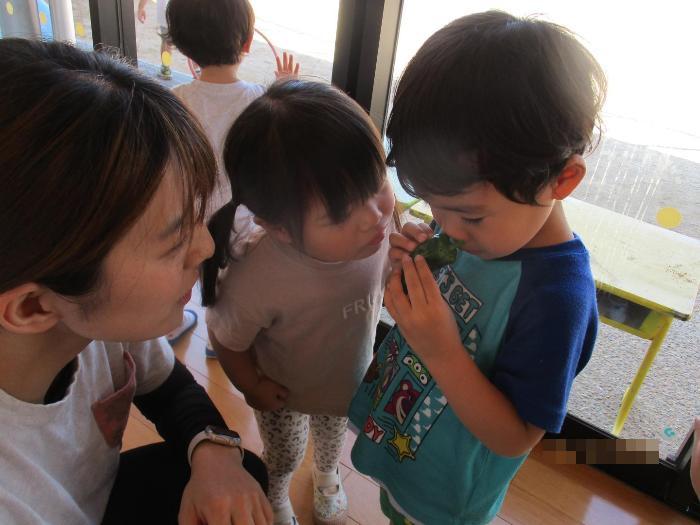 ナスのにおいを確かめる2歳児