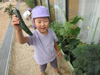 きゅうりを収穫した5歳児