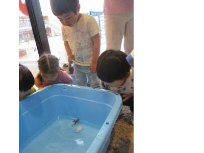 泳ぐカエルに興味津々の2歳児