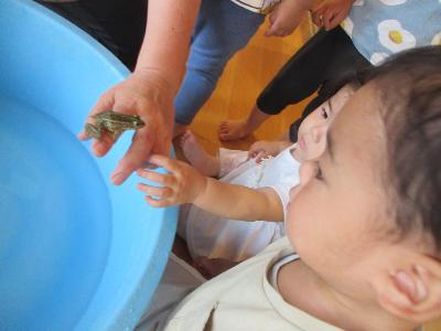 カエルに興味をもつ1歳児