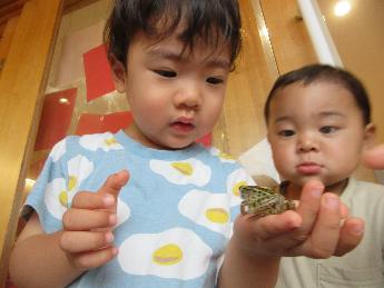 カエルを手にのせる1歳児