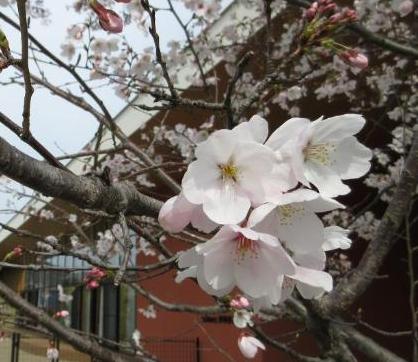 正門の桜