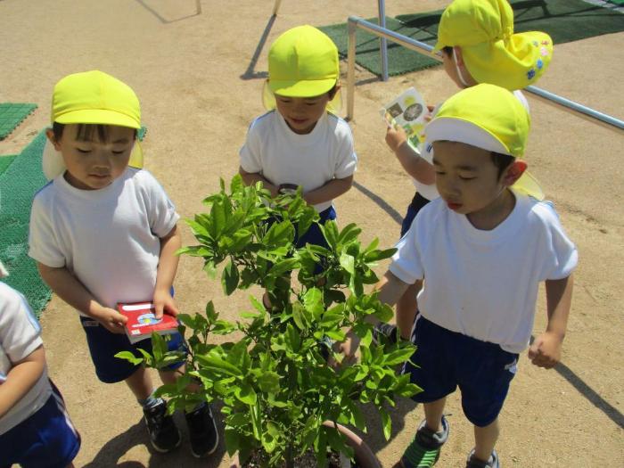 アゲハの幼虫