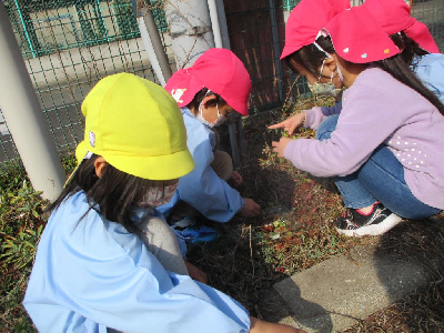 春見つけをする4歳児と3歳児