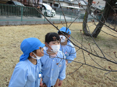 緋寒桜の様子を見る5歳児