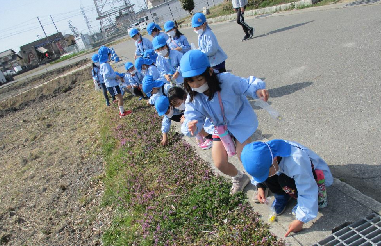 ホトケノザを摘む幼児たち
