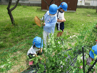 エンドウマメを収穫する幼児