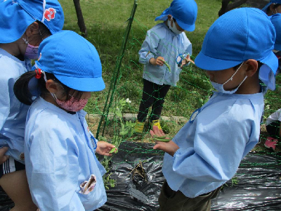 収穫したエンドウマメを見せ合う幼児