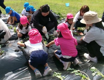 サツマイモの苗を植える園児