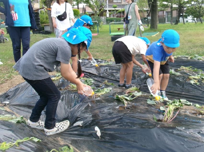 サツマイモの水やりをする園児