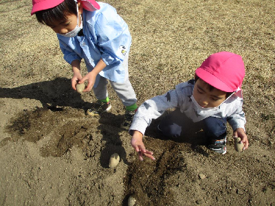 種イモを植える4歳児