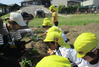 サツマイモの苗を植える幼児