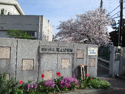 園の門と桜
